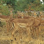 Impala grazing